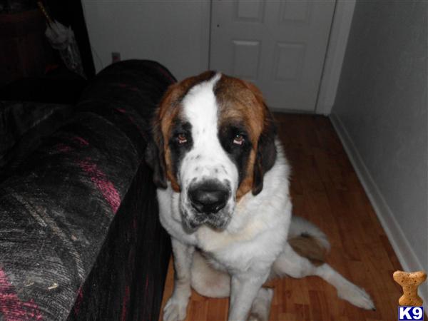 Stud Dogs - Saint Bernard